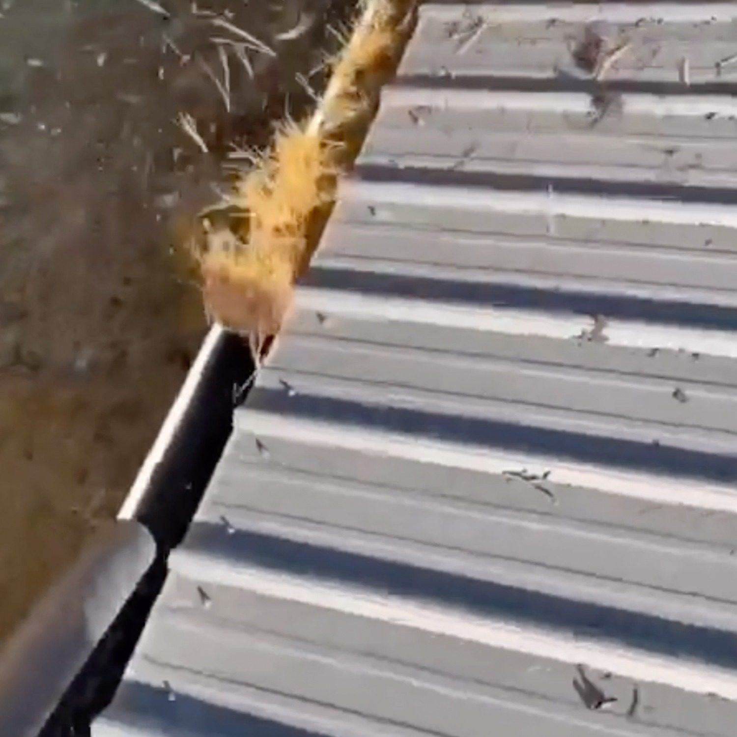 An image of a gutter being efficiently cleared out with a leaf blower.