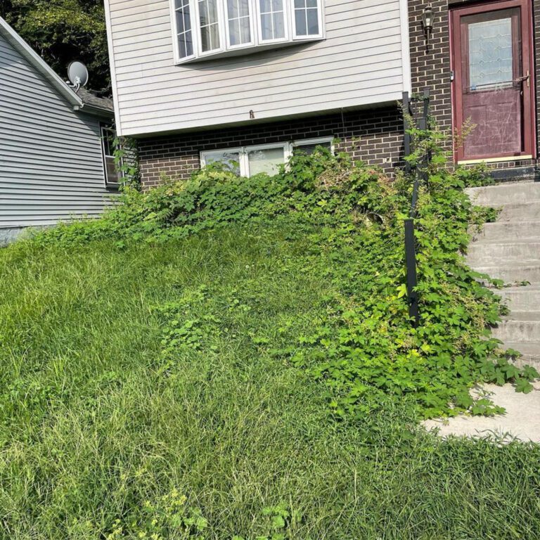 A before image of overgrowth surrounding a house and grass that is in need of mowing.