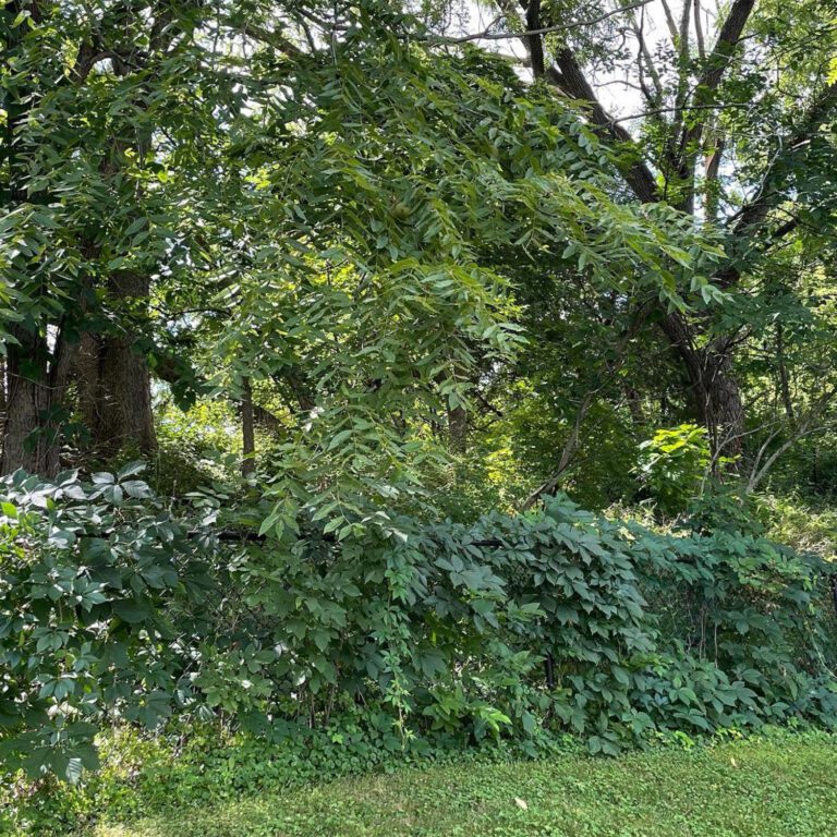 The before of a yard clearing project showing overgrowth surrounding a fence.