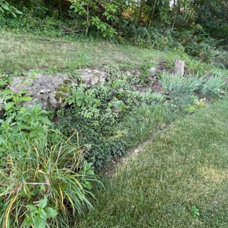 The before image of a garden landscaping project showing a garden with overgrowth and weeds.