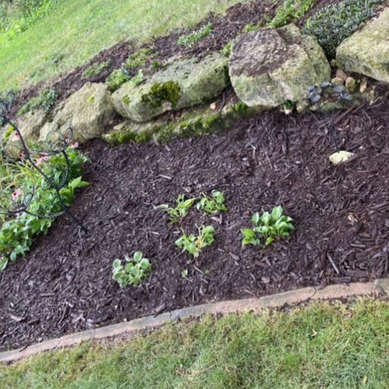 The after image of a garden landscaping project showing a garden with no overgrowth or weeds, added mulch, and new plants.