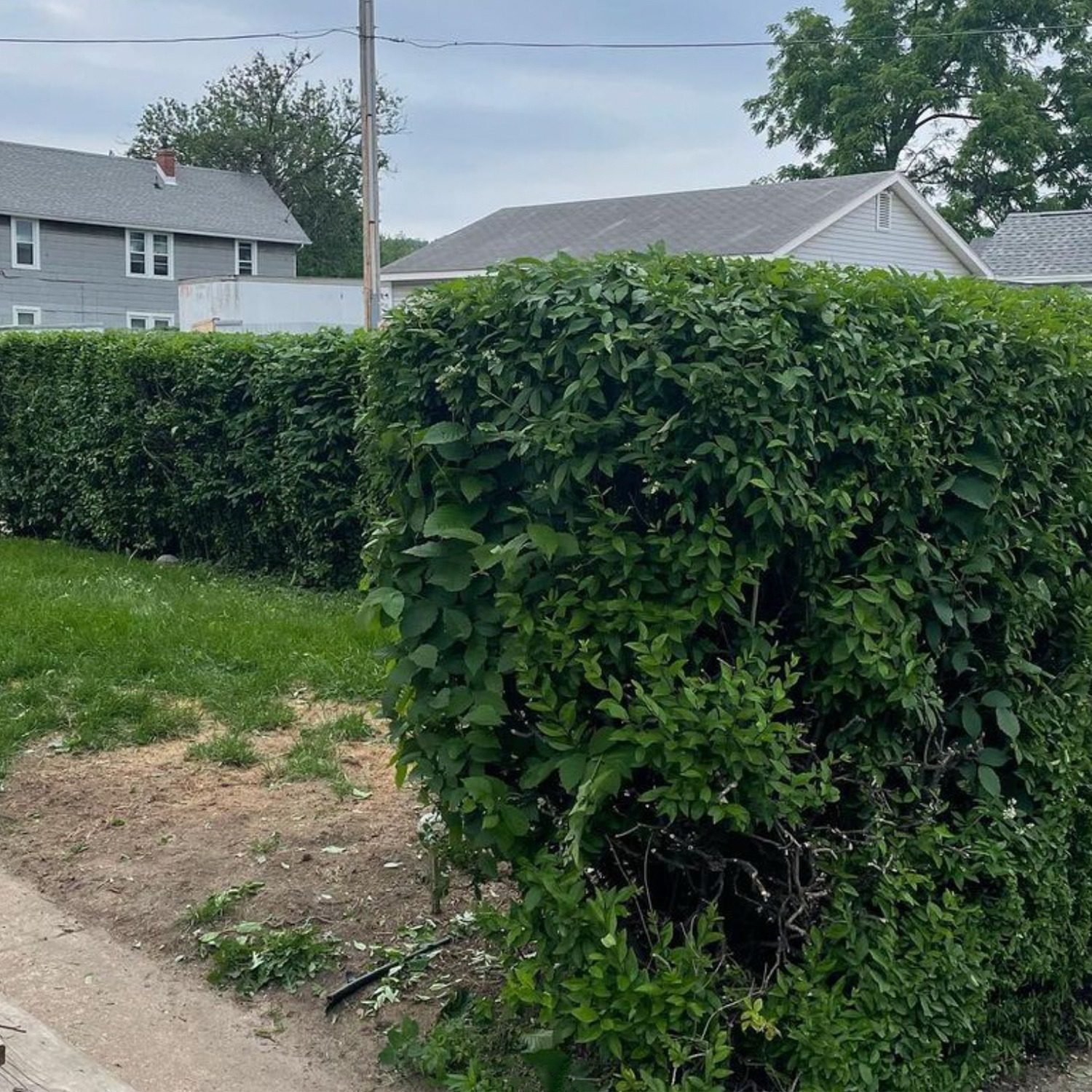 The after image of a hedge just freshly trimmed.