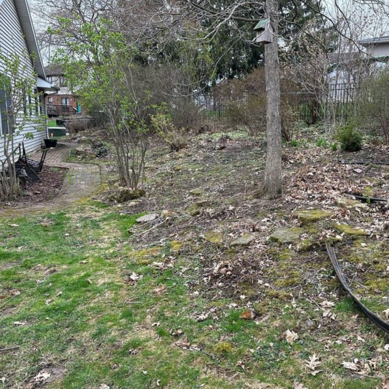 The before image of a yard clearing project showing leaves, yard debris, and overgrowth.