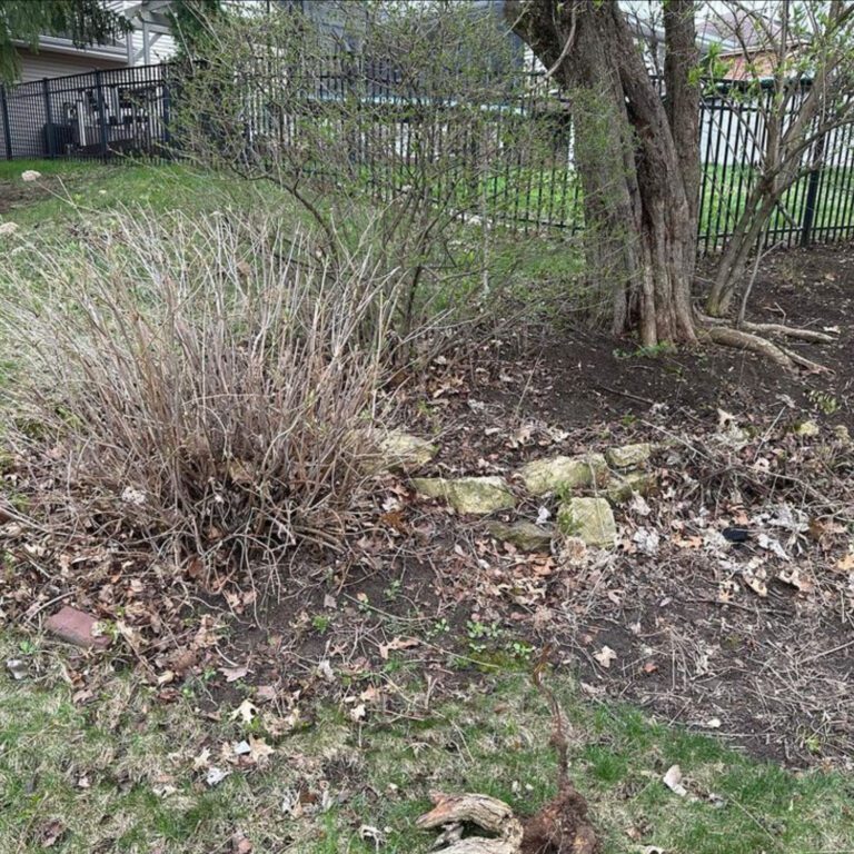 The before image of a yard clearing project showing leaves, yard debris, and overgrowth.