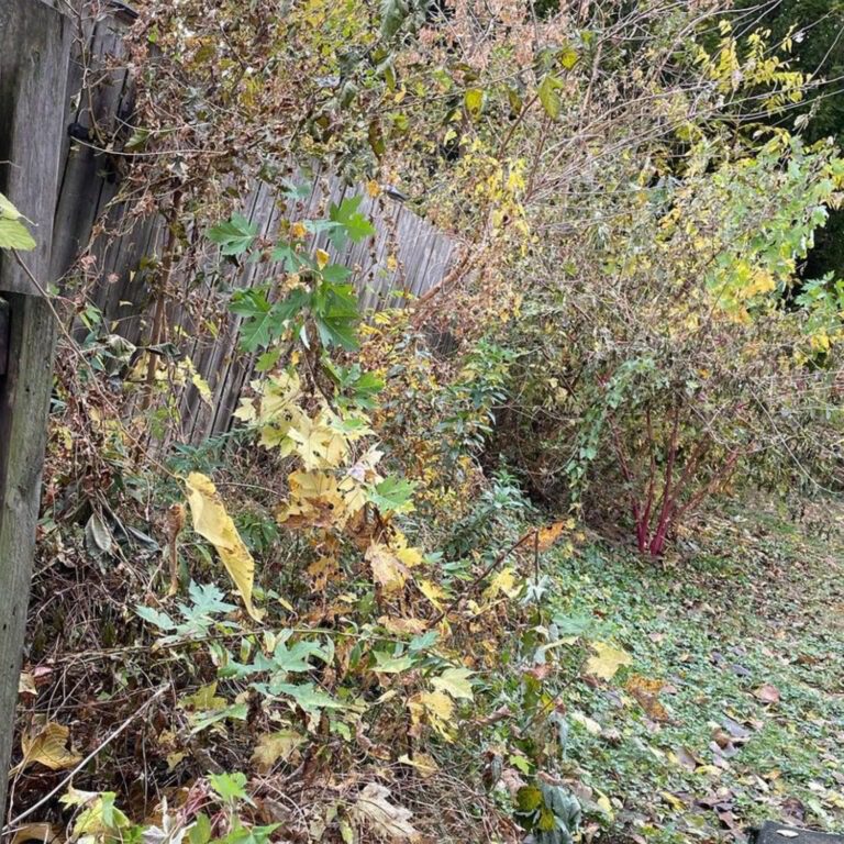 The before of a yard clearing project showing overgrowth surrounding a fence.