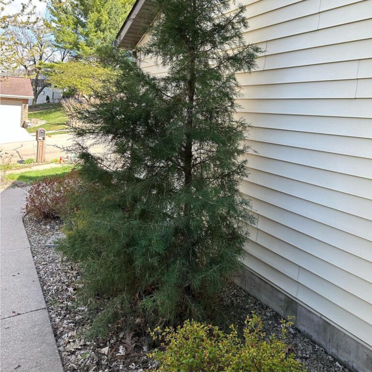 The before image of a tree removal project showing unhealthy trees up against a house.